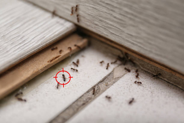 Best Rodent Control Near Me  in Monticello, MN