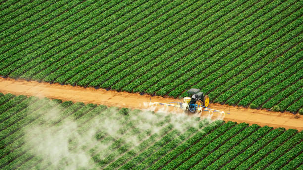 Best Termite Control Services  in Monticello, MN