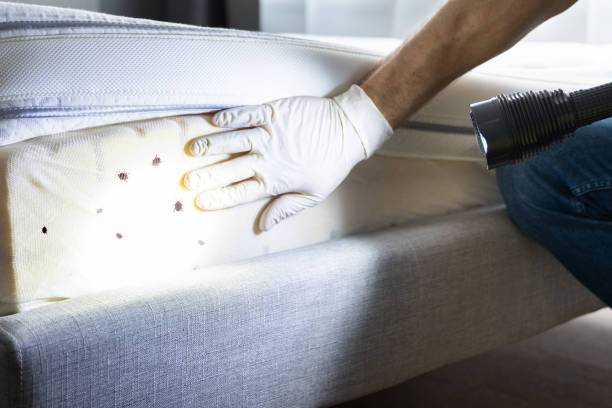 Best Rat Extermination Near Me  in Monticello, MN