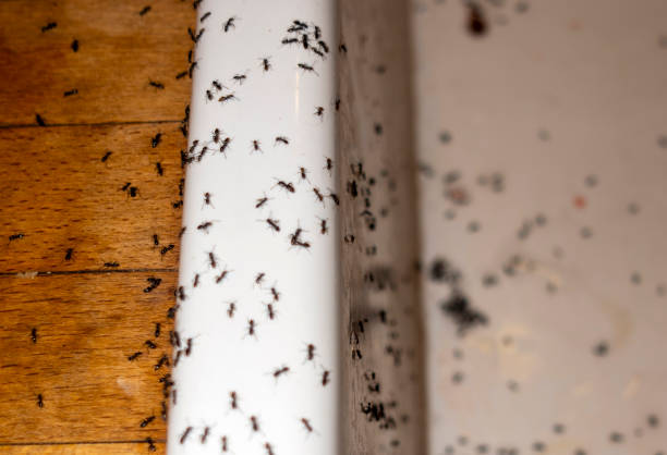 Best Best Pest Control Companies  in Monticello, MN